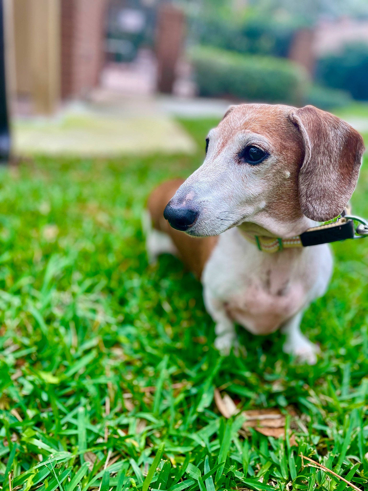 Elvis is registered to the contest to win money with this photo: canidae, carnivore, companion_dog, dog, dog_breed, ear, fawn, grass, grass_family, green, groundcover, liver, pet_supply, plant, sporting_group, terrestrial_animal, toy, whiskers, wood, working_animal