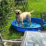 Juno is registered to the contest to win money with this photo: dog, labrador, yellow_labrador, pool, water, grass, garden, outdoor, sunny, happy, pet, plastic_pool, greenery, chair, table, backyard, summer, playful, canine, nature