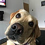 Juno joined the competition — help win amazing prizes! dog, labrador_retriever, yellow_dog, pet, close_up, collar, indoor, living_room, curious, canine, animal, muzzle, ears, nose, fur, portrait, domestic_animal, companion, head_tilt, brown_eyes