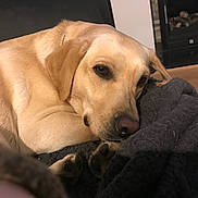 Juno is registered to the contest to win money with this photo: dog, labrador, golden_retriever, pet, animal, sleeping, blanket, indoor, cozy, furniture, resting, paw, close_up, canine, companion, house, warm, relaxed, cute, domestic