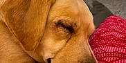 Juno is registered to the contest to win money with this photo: dog, sleeping, close_up, golden_retriever, labrador, pet, cozy, blanket, indoor, resting, fur, muzzle, paw, nose, home, living_room, comfort, relaxation, cute, animal