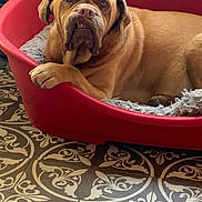 Ginger a rejoint le concours — aidez-le/la à gagner de superbes lots ! dog, pet, indoor, red_bed, blanket, floor, tile_floor, patterned_floor, brown_dog, large_dog, wrinkled_face, resting, relaxed, animal, canine, home, cozy, looking_at_camera, paw, dog_bed
