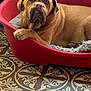 dog, pet, indoor, red_bed, blanket, floor, tile_floor, patterned_floor, brown_dog, large_dog, wrinkled_face, resting, relaxed, animal, canine, home, cozy, looking_at_camera, paw, dog_bed