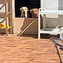 Ginger a rejoint le concours — aidez-le/la à gagner de superbes lots ! dog, doorway, sunlight, patio, brick_floor, wall, furniture, shelf, cart, shadow, outdoor, animal, canine, curious, two_dogs, brown_dog, yellow_dog, daylight, open_mouth, quiet_moment