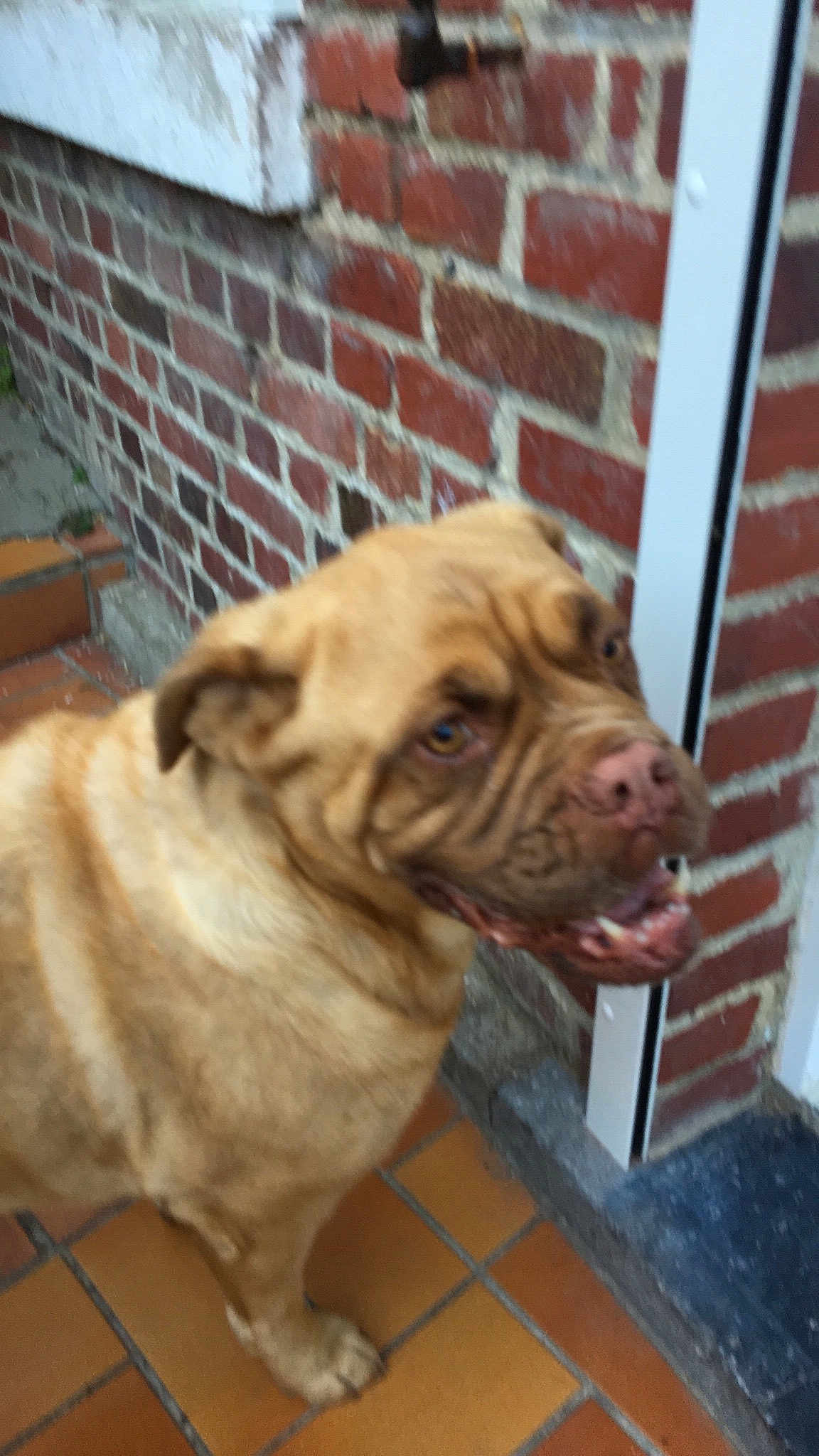 Ginger a rejoint le concours — aidez-le/la à gagner de superbes lots ! bullmastiff, carnivoran, dog, dog_breed, dog_breed_group, dog_like_mammal, dogue_de_bordeaux, fawn, ori_pei, shar_pei, snout, sporting_group