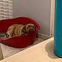 dog, pet_bed, brown_dog, indoor, floor, red_bed, relaxing, paw, wall, tile_floor, corner, home, resting, animal, looking, furniture, domestic, canine, quiet, calm