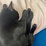 Venus participe au concours pour gagner de l'argent avec cette photo : black_cat, cat, sleeping, cozy, blanket, blue_cushion, fur, pet, animal, resting, indoors, soft_texture, relaxation, domestic_cat, cute, feline, nap, quiet, comfort, warm