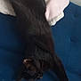 Venus participe au concours pour gagner de l'argent avec cette photo : black_cat, cat, pet, feline, stretching, relaxing, couch, blue_couch, blanket, indoor, animal, sleeping, fur, whiskers, paw, domestic_animal, cozy, resting, home, furniture