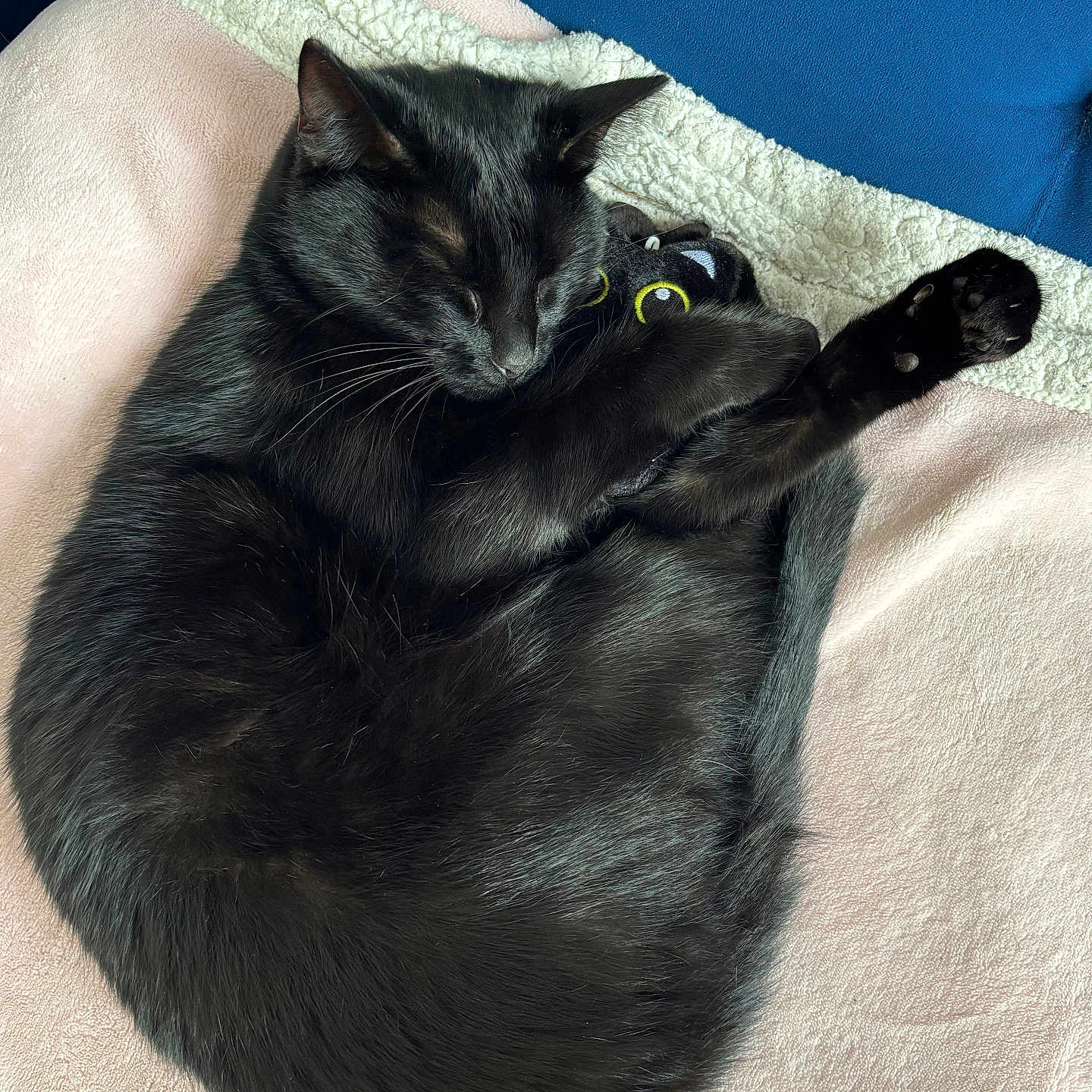 Venus participe au concours pour gagner de l'argent avec cette photo : animal, black_cat, blanket, cat, close_up, cozy, cute, domestic_cat, feline, fur, indoor, nap, paw, pet, plush_toy, relaxed, resting, sleeping_cat, soft_texture, whiskers