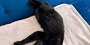 Venus a rejoint le concours — aidez-le/la à gagner de superbes lots ! black_cat, cat, stretching, relaxed, pet, feline, indoor, blanket, blue_couch, soft_texture, cozy, animal, fur, whiskers, paws, tail, floor_tiles, domestic, cute, resting