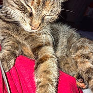 Tiger joined the competition — help win amazing prizes! animal, cat, close_up, cozy, cute, domestic_cat, feline, fur, indoor, mammal, paw, pet, red_fabric, relaxed, resting, sleeping, soft_light, stretching, tabby, whiskers