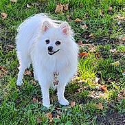 Peaches is registered to the contest to win money with this photo: dog, white_dog, fluffy, grass, outdoor, leaf, nature, pet, animal, collar, charm, smiling, cute, standing, daylight, playful, small_dog, fur, ears, happy