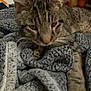 Tyger is registered to the contest to win money with this photo: cat, tabby, pet, animal, feline, close_up, blanket, texture, indoor, resting, fur, whiskers, paw, cozy, lying_down, sleepy, home, cute, soft, domestic