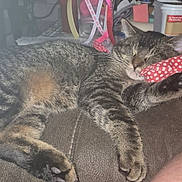 Jasper joined the competition — help win amazing prizes! animal, cat, closeup, container, couch, cozy, domestic, fur, furniture, home, indoor, measuring_tape, pet, pillow, red_polka_dot, relaxed, resting, sleeping, tabby, whiskers