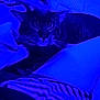Jasper is registered to the contest to win money with this photo: animal, bed, blanket, blue_light, blurred, cat, closeup, comfort, cozy, domestic_animal, feline, hand, human, indoor, leg, night, petting, resting, striped, striped_shorts