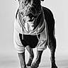 dog, hoodie, black_and_white, studio, pet, animal, canine, portrait, clothing, happy, tongue_out, walking, friendly, paw, cute, domestic_animal, fashion, pet_fashion, smiling, young_dog