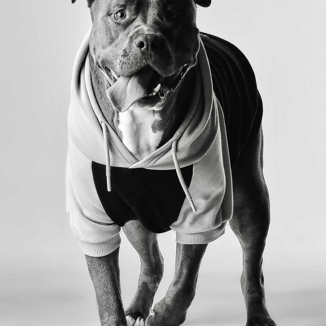 Loki is registered to the contest to win money with this photo: dog, hoodie, black_and_white, studio, pet, animal, canine, portrait, clothing, happy, tongue_out, walking, friendly, paw, cute, domestic_animal, fashion, pet_fashion, smiling, young_dog