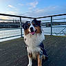 Vaïko a rejoint le concours — aidez-le/la à gagner de superbes lots ! dog, australian_shepherd, tricolor, fluffy, sitting, happy, tongue_out, portrait, outdoor, boardwalk, waterfront, river, railing, bridge, sky, clouds, winter, pet, harness, fur