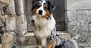 Vaïko a rejoint le concours — aidez-le/la à gagner de superbes lots ! dog, australian_shepherd, tricolor, fluffy, sitting, portrait, animal, pet, long_hair, blue_merle, brown_markings, white_chest, tail, stone_steps, wooden_door, old_building, rustic, medieval, outdoor, architecture