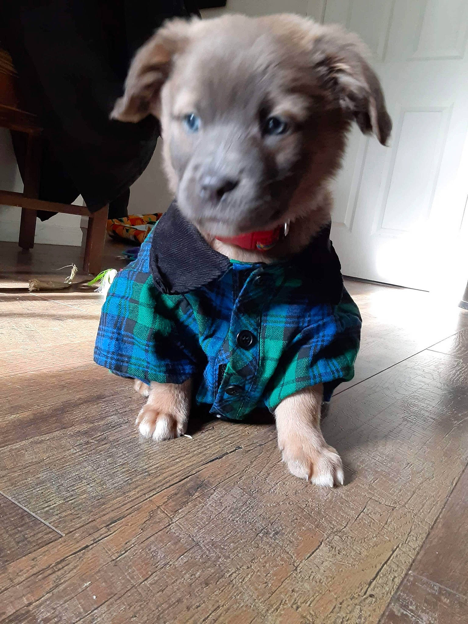 Boris joined the competition — help win amazing prizes! canidae, carnivore, companion_dog, dog, dog_breed, dog_clothes, dog_supply, floor, flooring, fur, hardwood, laminate_flooring, liver, pet_supply, puppy, snout, sporting_group, teal, wood_flooring, working_animal