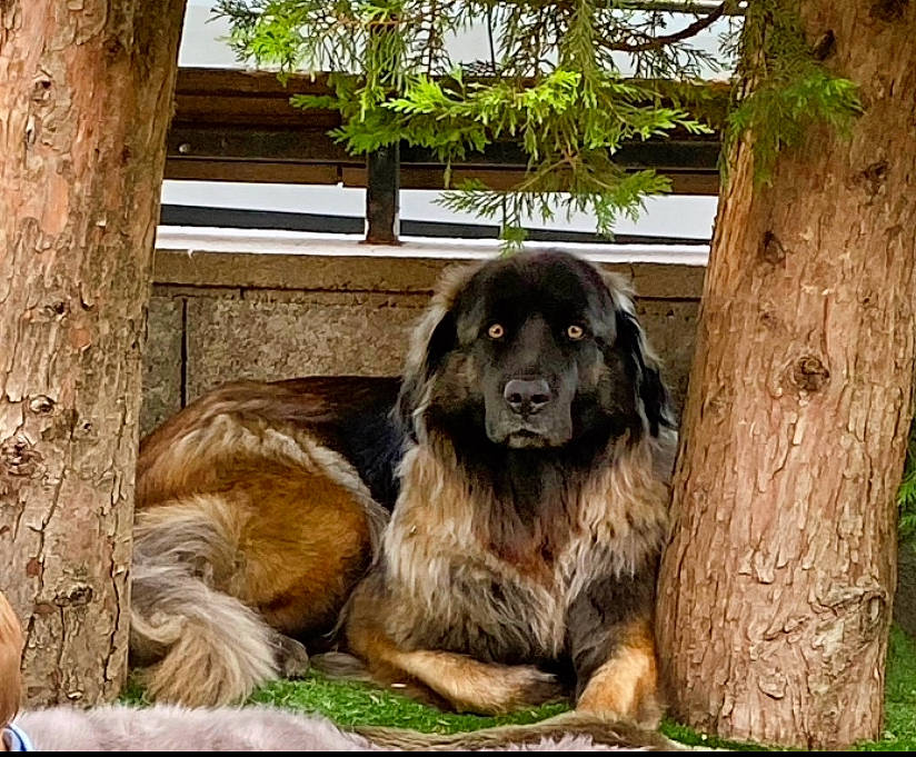 Belle a rejoint le concours — aidez-le/la à gagner de superbes lots ! ancient_dog_breeds, canidae, carnivore, companion_dog, dog, dog_breed, fur, gaddi_kutta, grass, hunting_dog, leonberger, plant, snout, sporting_group, terrestrial_animal, tree, trunk, wood, working_dog