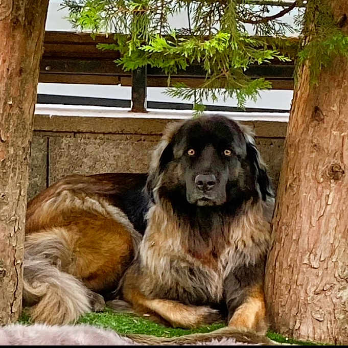 Belle