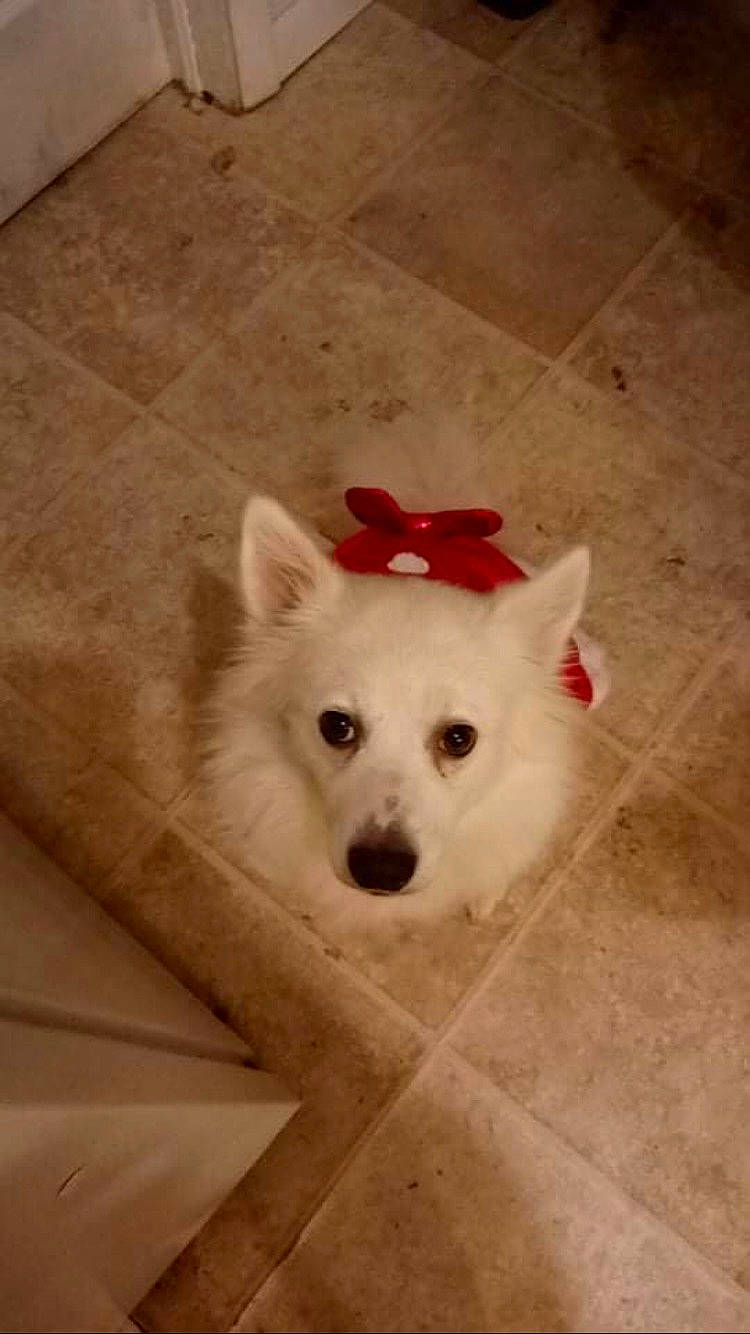 Amelia is registered to the contest to win money with this photo: canidae, carnivore, companion_dog, dog, dog_breed, fawn, floor, flooring, fur, hardwood, snout, spitz, sporting_group, tail, terrestrial_animal, toy_dog, volpino_italiano, whiskers, wood, working_animal