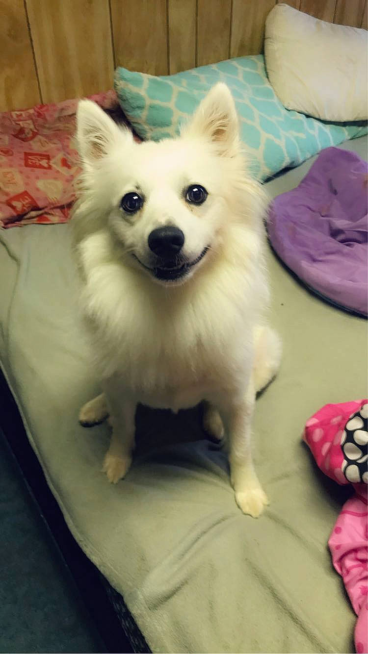 Amelia joined the competition — help win amazing prizes! ancient_dog_breeds, canidae, carnivore, companion_dog, dog, dog_breed, dog_supply, fawn, fur, german_spitz, non_sporting_group, pomeranian, puppy, snout, spitz, sporting_group, toy_dog, volpino_italiano, whiskers, working_animal