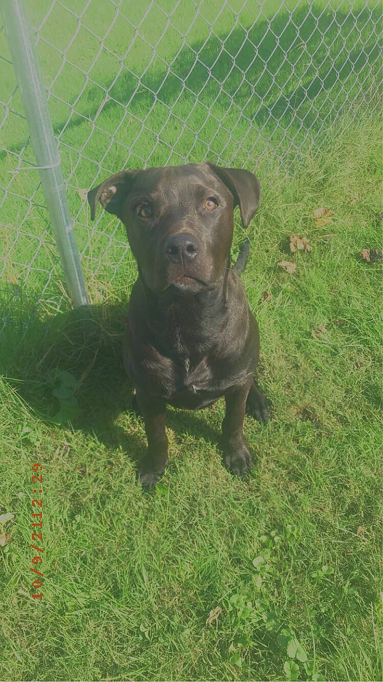 Cujo joined the competition — help win amazing prizes! borador, canidae, carnivore, companion_dog, dog, dog_breed, fawn, fence, grass, guard_dog, liver, mesh, pet_supply, plant, sporting_group, terrestrial_animal, whiskers, window, working_animal, working_dog