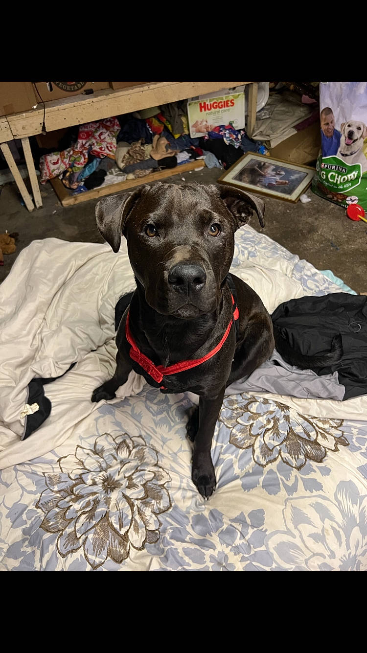 Cujo joined the competition — help win amazing prizes! borador, canidae, carnivore, collar, companion_dog, dog, dog_breed, dog_collar, dog_supply, fawn, fur, guard_dog, liver, pet_supply, puppy, snout, sporting_group, toy_dog, whiskers, working_animal