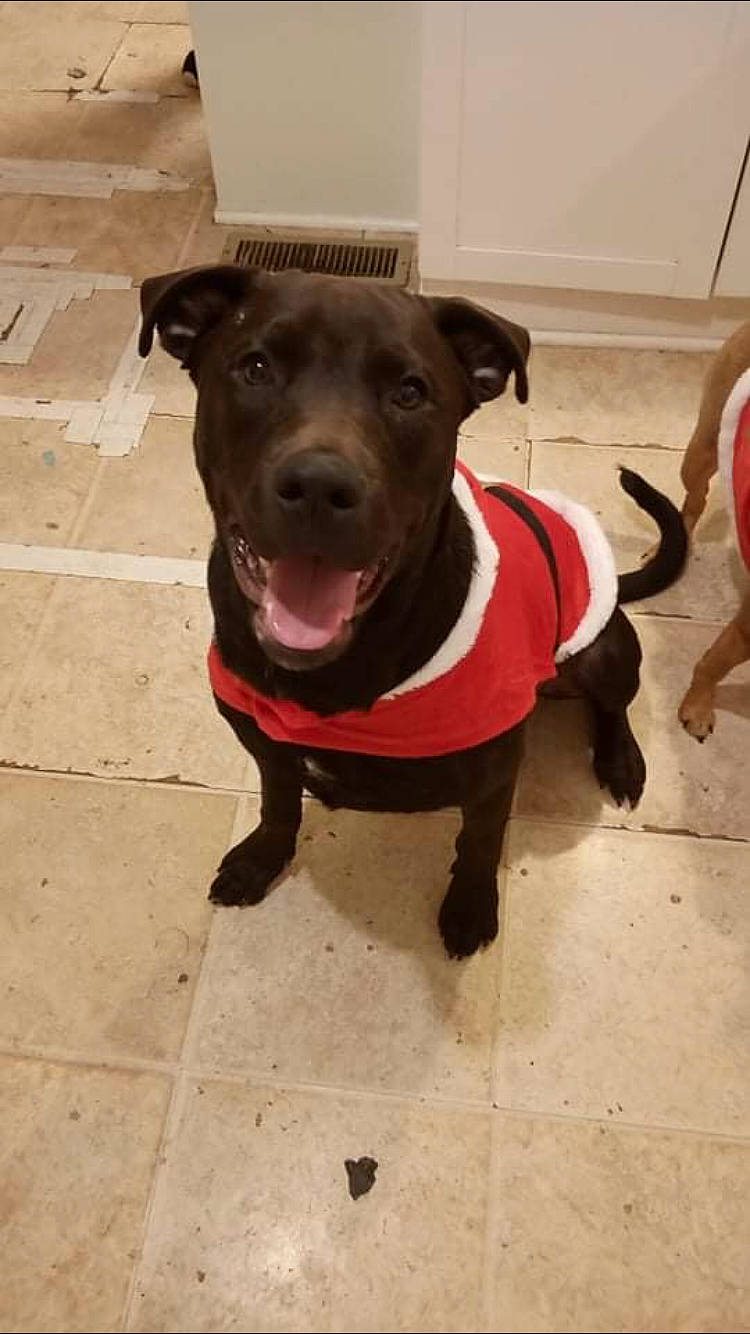 Cujo is registered to the contest to win money with this photo: carnivore, collar, companion_dog, dog, dog_breed, dog_clothes, dog_collar, dog_supply, fashion_accessory, fawn, floor, flooring, leash, liver, personal_protective_equipment, pet_supply, retriever, snout, sporting_group, working_animal