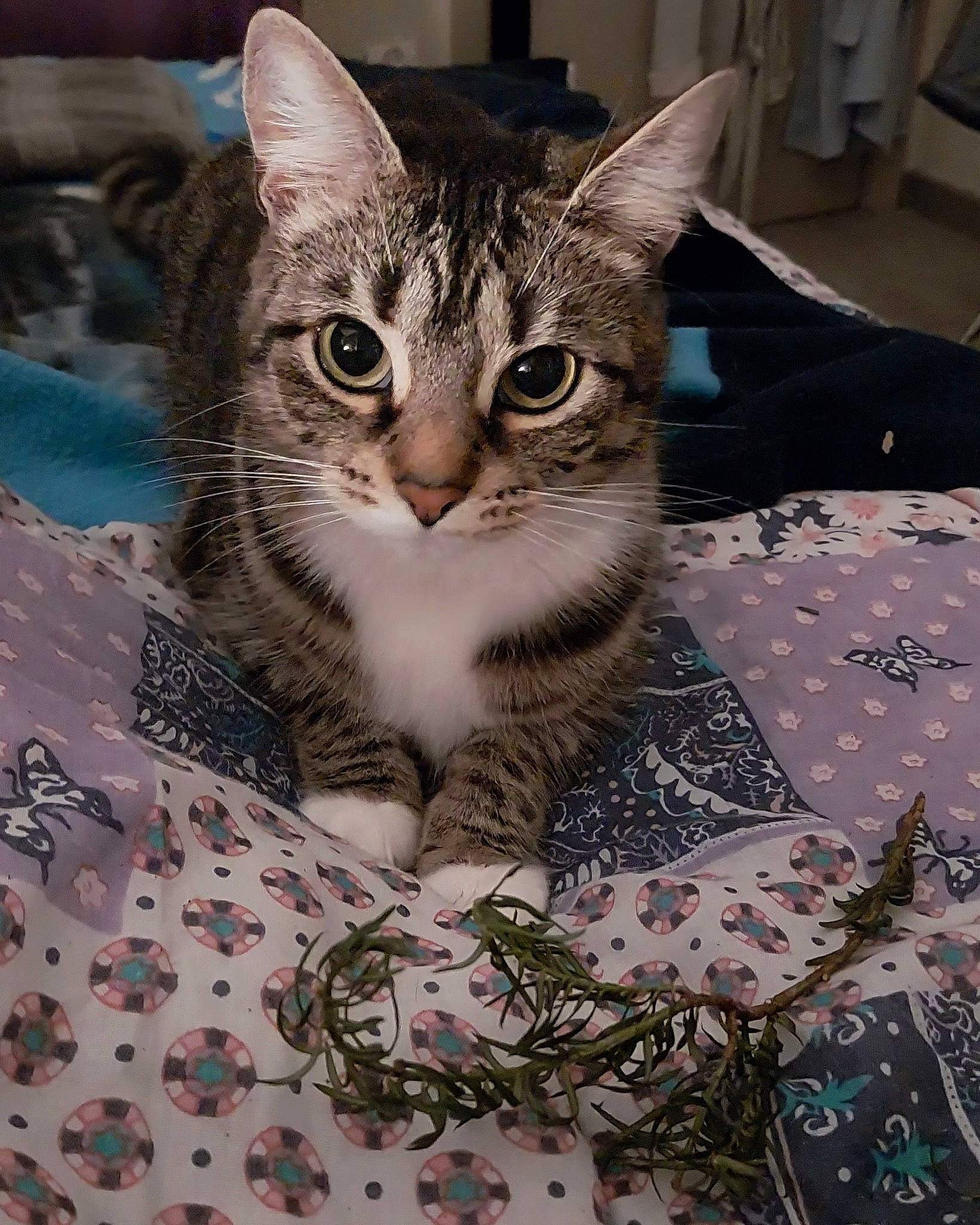 Suki a rejoint le concours — aidez-le/la à gagner de superbes lots ! art, carnivore, cat, domestic_short_haired_cat, felidae, fur, linens, pattern, photo_caption, small_to_medium_sized_cats, snout, tree, whiskers