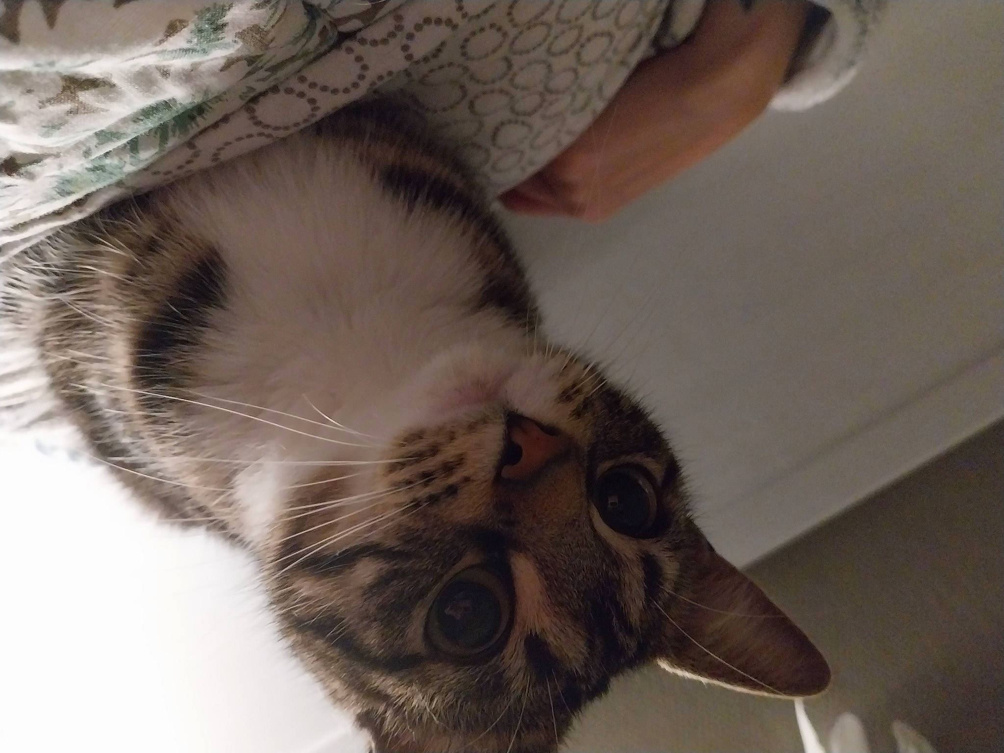 Suki participe au concours pour gagner de l'argent avec cette photo : carnivore, cat, claw, comfort, domestic_short_haired_cat, ear, eye, felidae, foot, fur, nap, paw, sleep, small_to_medium_sized_cats, snout, tail, whiskers