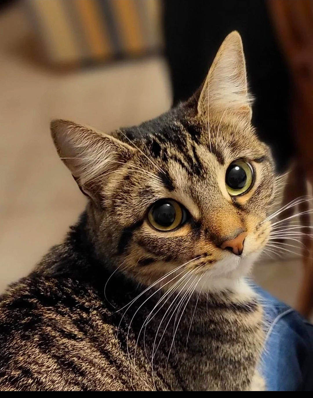 Suki participe au concours pour gagner de l'argent avec cette photo : carnivore, cat, domestic_short_haired_cat, ear, eye, felidae, fur, small_to_medium_sized_cats, snout, terrestrial_animal, tree, whiskers, wildlife