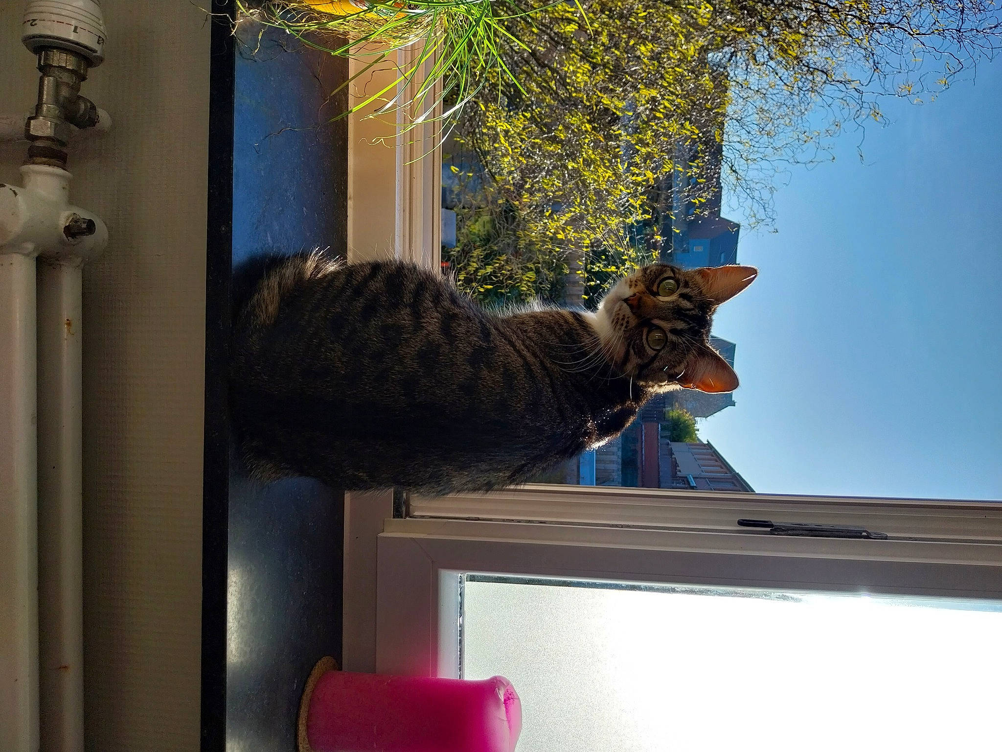 Suki participe au concours pour gagner de l'argent avec cette photo : carnivore, cat, domestic_short_haired_cat, felidae, flowerpot, fur, houseplant, lynx, metal, plant, room, sky, small_to_medium_sized_cats, tail, tree, twig, vertebrate, whiskers, window, wood