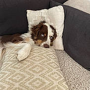 Ulthim a rejoint le concours — aidez-le/la à gagner de superbes lots ! dog, australian_shepherd, blue_eyes, couch, pillow, blanket, indoor, pet, resting, fur, paw, snout, living_room, upholstery, pattern, cozy, relaxed, sleepy, home, animal