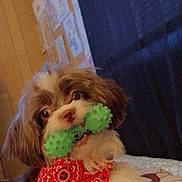 Twixx joined the competition — help win amazing prizes! dog, toy, bandana, indoor, pet, cute, brown, white, fur, playful, animal, face, mouth, eyes, wall, drawing, bed, pillow, cozy, companion