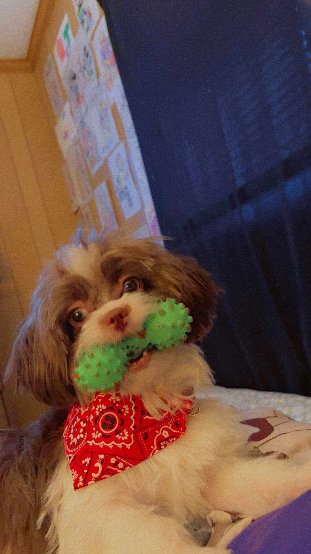 Twixx joined the competition — help win amazing prizes! dog, toy, bandana, indoor, pet, cute, brown, white, fur, playful, animal, face, mouth, eyes, wall, drawing, bed, pillow, cozy, companion