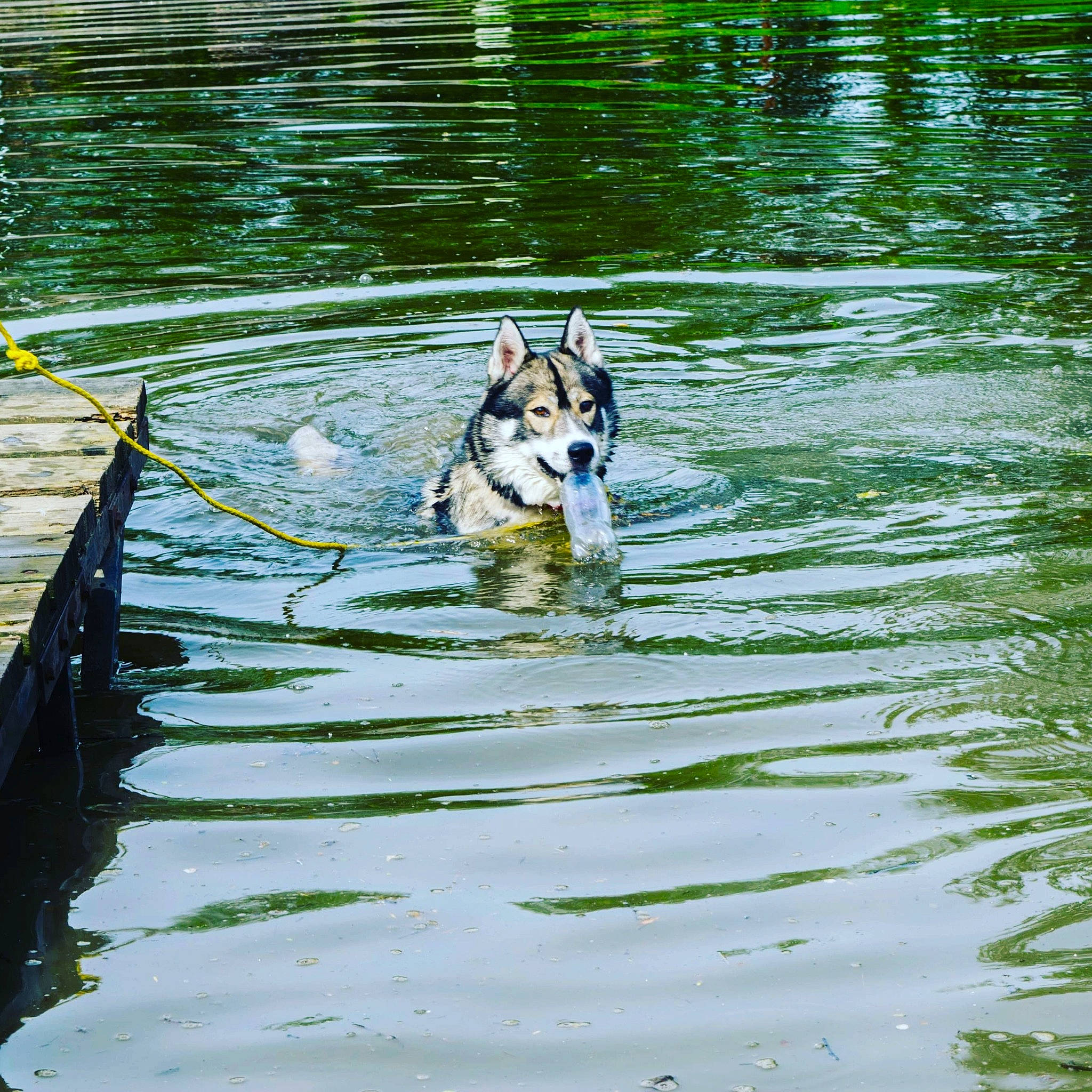 Spiky participe au concours pour gagner de l'argent avec cette photo : canidae, carnivore, czechoslovakian_wolfdog, dog, dog_breed, mammal, northern_inuit_dog, pond, reflection, saarloos_wolfdog, siberian_husky, sporting_group, swedish_vallhund, vertebrate, water, watercourse, wildlife, wolfdog
