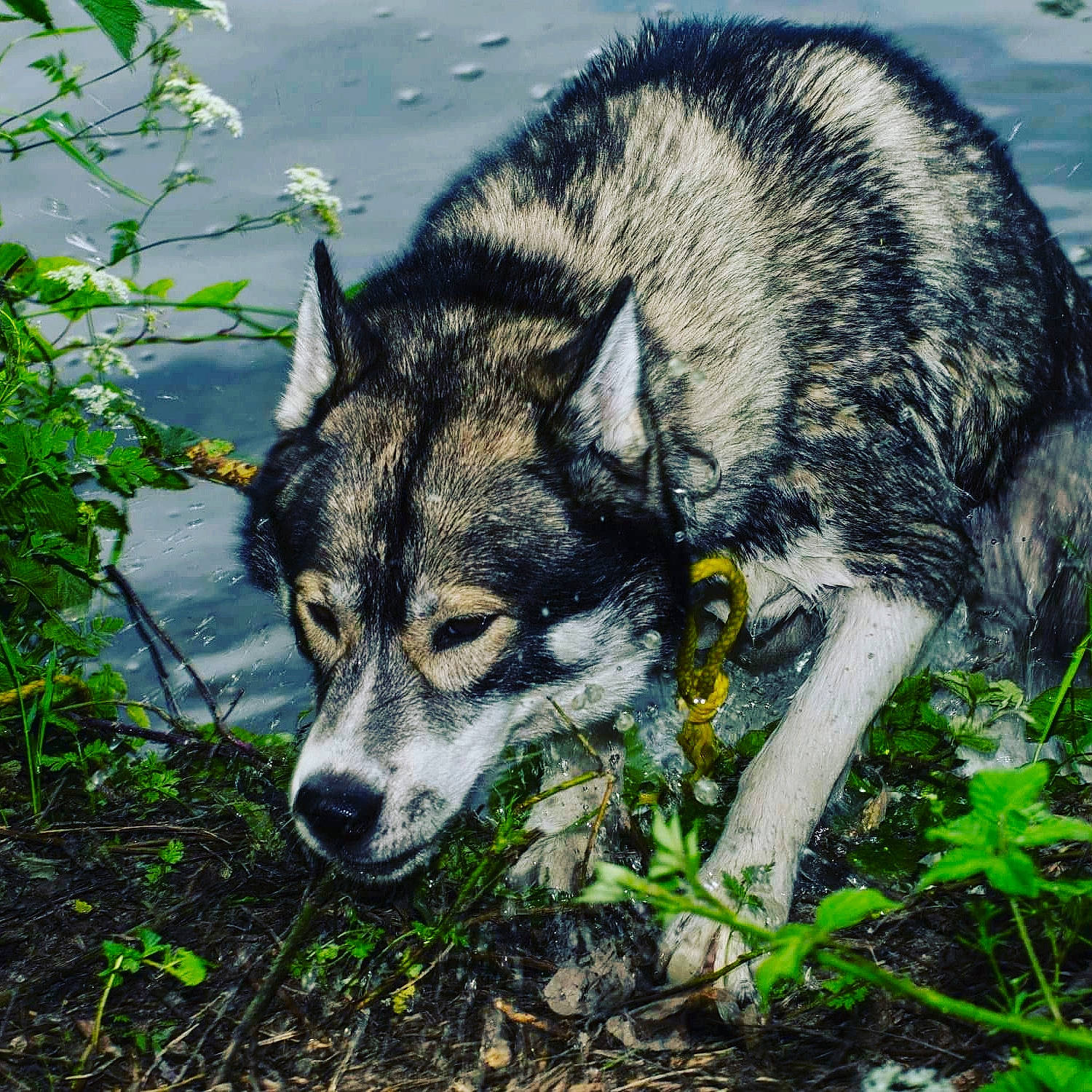 Spiky a rejoint le concours — aidez-le/la à gagner de superbes lots ! canadian_eskimo_dog, canidae, canis, carnivore, czechoslovakian_wolfdog, dog, dog_breed, jamthund, mammal, native_american_indian_dog, northern_inuit_dog, norwegian_elkhound, saarloos_wolfdog, seppala_siberian_sleddog, siberian_husky, snout, swedish_vallhund, tamaskan_dog, vertebrate, wolfdog