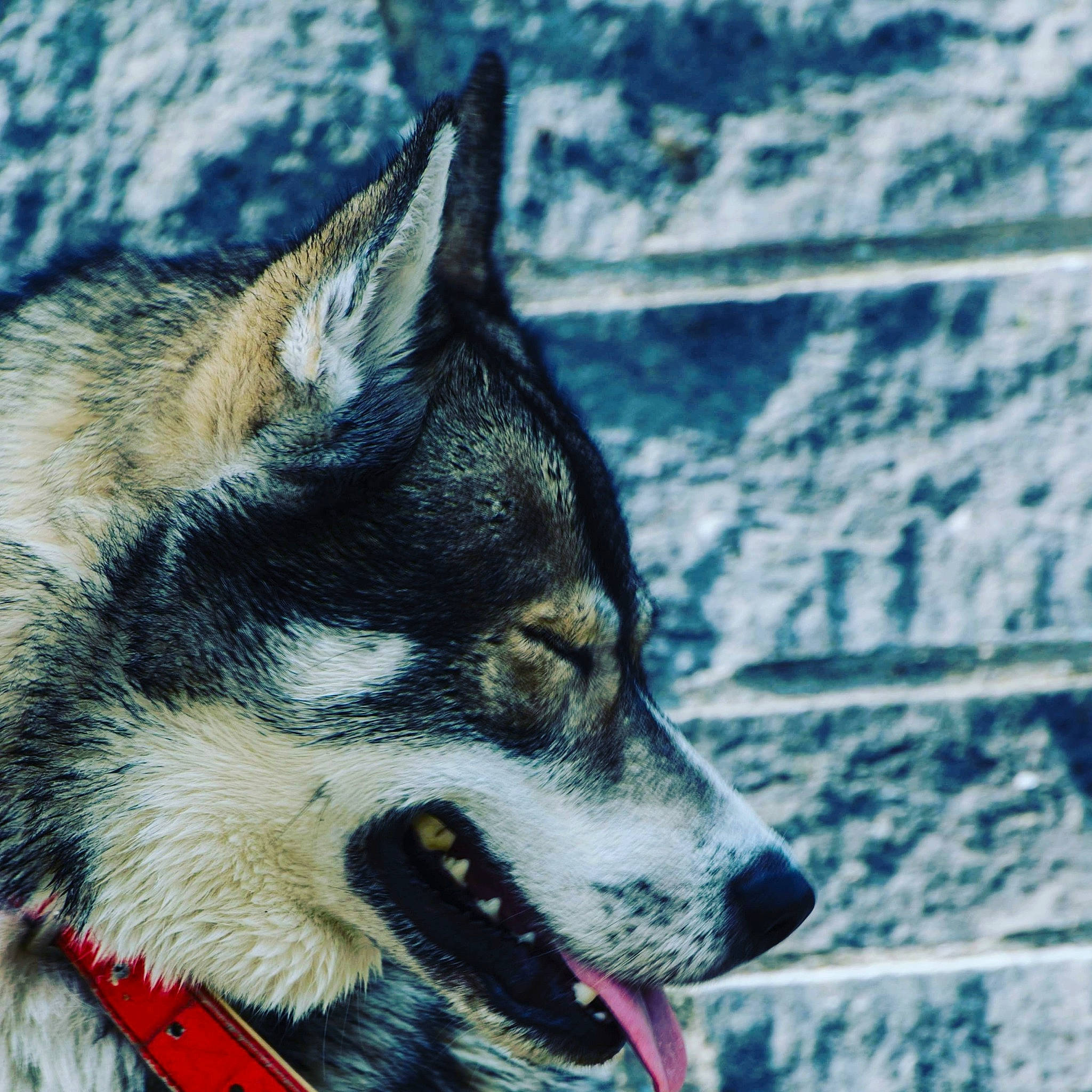 Spiky participe au concours pour gagner de l'argent avec cette photo : canidae, carnivore, dog, dog_breed, east_siberian_laika, greenland_dog, jamthund, mammal, native_american_indian_dog, northern_inuit_dog, saarloos_wolfdog, sakhalin_husky, seppala_siberian_sleddog, siberian_husky, sled_dog, snout, tamaskan_dog, vertebrate, west_siberian_laika, wolfdog