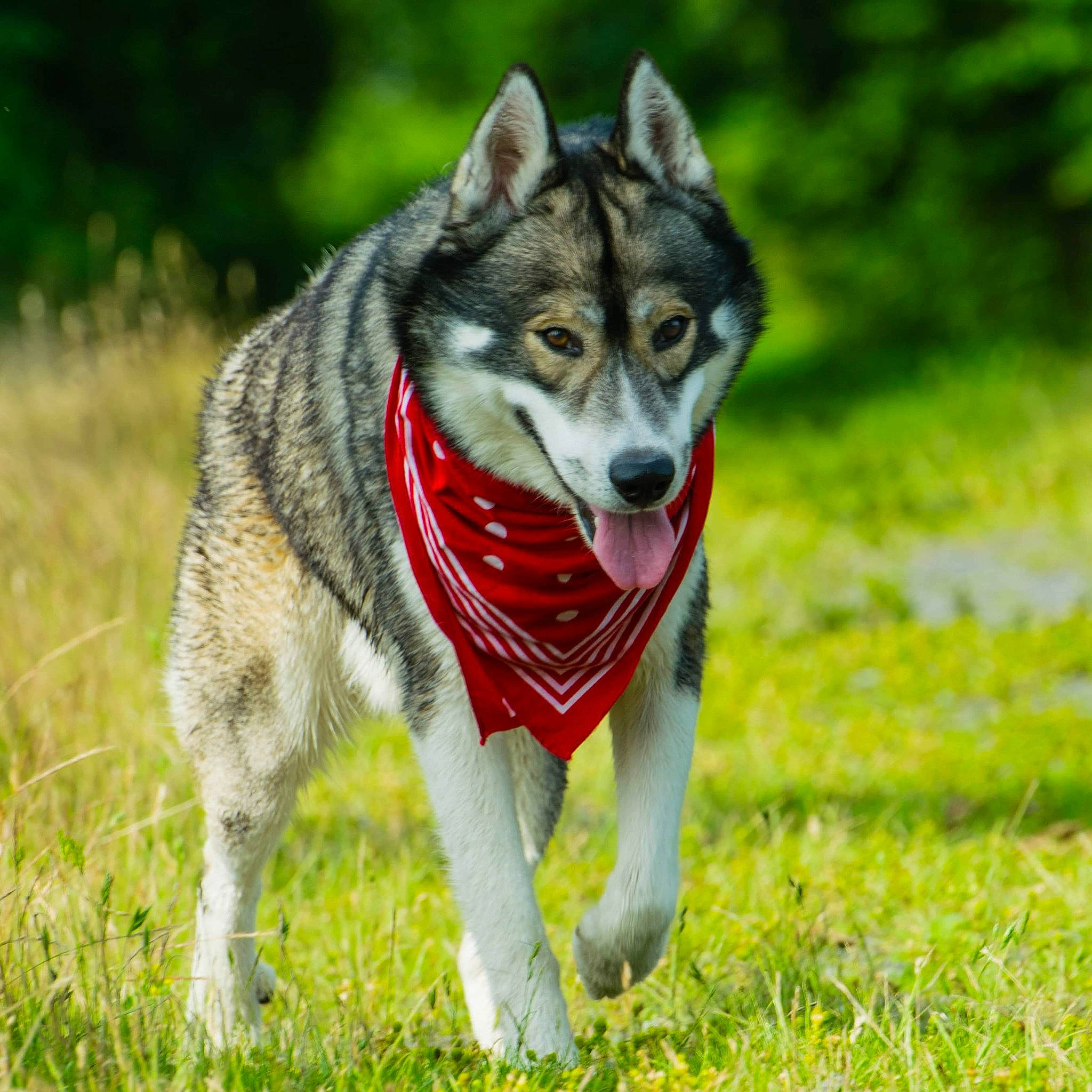 Spiky participe au concours pour gagner de l'argent avec cette photo : alaskan_malamute, canadian_eskimo_dog, canidae, carnivore, czechoslovakian_wolfdog, dog, dog_breed, east_siberian_laika, jamthund, mammal, native_american_indian_dog, northern_inuit_dog, saarloos_wolfdog, seppala_siberian_sleddog, siberian_husky, sled_dog, tamaskan_dog, vertebrate, west_siberian_laika, wolfdog