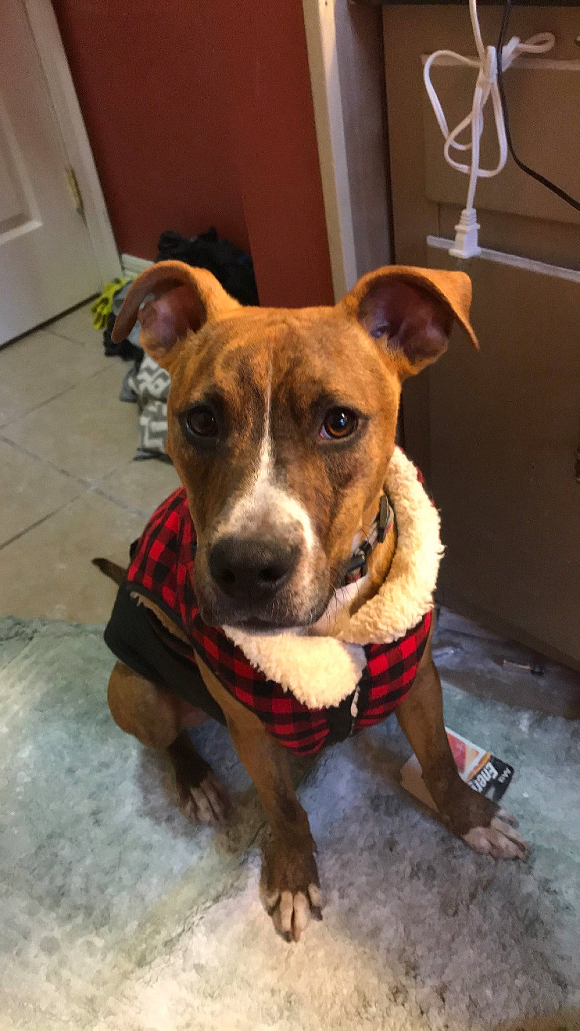 Ghost joined the competition — help win amazing prizes! american_pit_bull_terrier, american_staffordshire_terrier, canidae, carnivore, catahoula_bulldog, companion_dog, dog, dog_breed, fawn, mammal, non_sporting_group, nose, pit_bull, potcake_dog, rare_breed_dog, snout, sporting_group, staffordshire_bull_terrier, whiskers