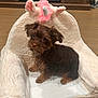 dog, puppy, brown_dog, plush_chair, unicorn, toy, indoor, wooden_floor, pet, cute, furry, small_dog, looking_up, cozy, home, flooring, animal, chair, soft, ears