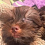 puppy, dog, sleeping, close_up, brown_fur, fluffy, nose, eyes_closed, blanket, soft_texture, cozy, pet, animal, indoor, resting, cute, fur, toy, purple, relaxed