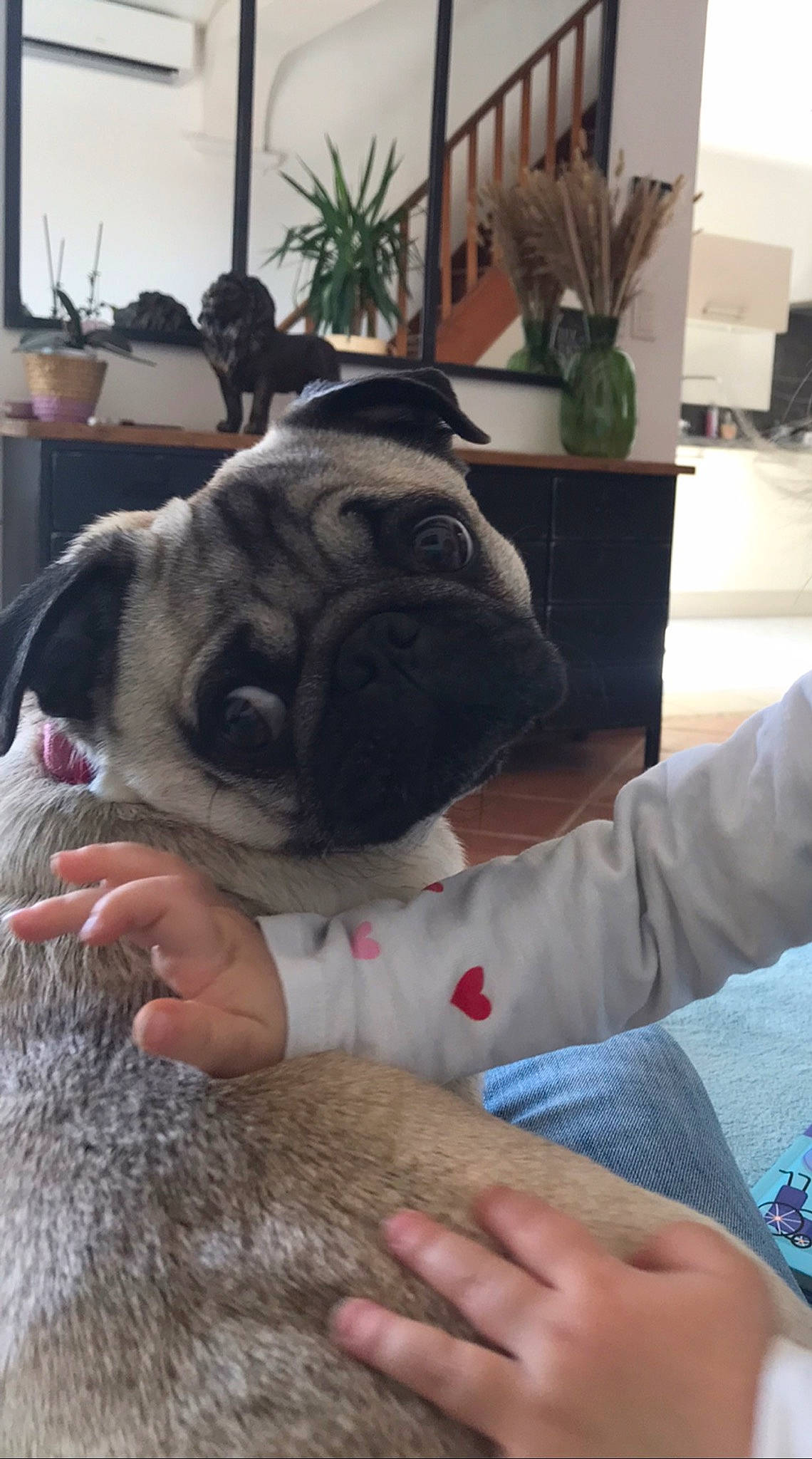 Romy participe au concours pour gagner de l'argent avec cette photo : canidae, carnivore, comfort, companion_dog, dog, dog_breed, ear, fawn, flowerpot, fur, fur_clothing, houseplant, plant, pug, sitting, snout, sporting_group, toy_dog, whiskers, wrinkle