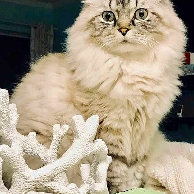 Sagan is registered to the contest to win money with this photo: cat, fluffy_cat, longhaired_cat, pet, animal, feline, portrait, sitting, indoors, home, cushion, blanket, coral_decoration, white_coral, green_cushion, fur, whiskers, ears, eyes, closeup