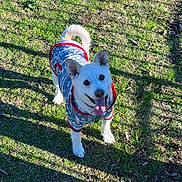 Lyla is registered to the contest to win money with this photo: dog, pet, canine, small_dog, white_fur, sweater, winter_clothing, tongue_out, happy, smiling, collar, outdoor, grass, park, shadow, sunlight, standing, looking_up, portrait, playful