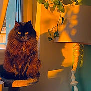 Freya a rejoint le concours — aidez-le/la à gagner de superbes lots ! cat, fluffy, black_cat, window, sunlight, shadow, lamp, plant, indoor, cozy, perch, amber_eyes, furniture, home, decor, pet, animal, daylight, relaxing, portrait