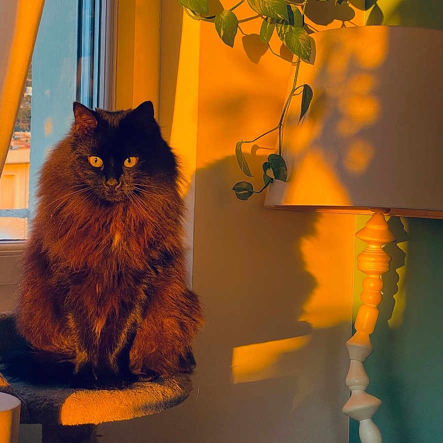 Freya a rejoint le concours — aidez-le/la à gagner de superbes lots ! amber_eyes, animal, black_cat, cat, cozy, daylight, decor, fluffy, furniture, home, indoor, lamp, perch, pet, plant, portrait, relaxing, shadow, sunlight, window